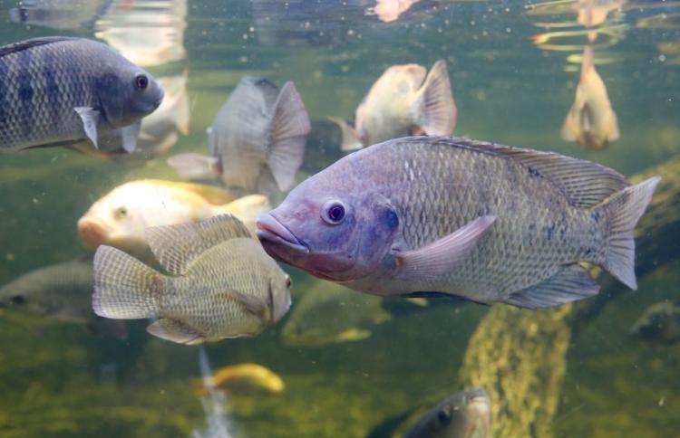 Peixe_0