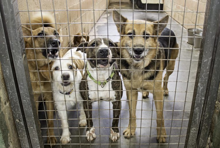 depositphotos-116934834-xl-768×517