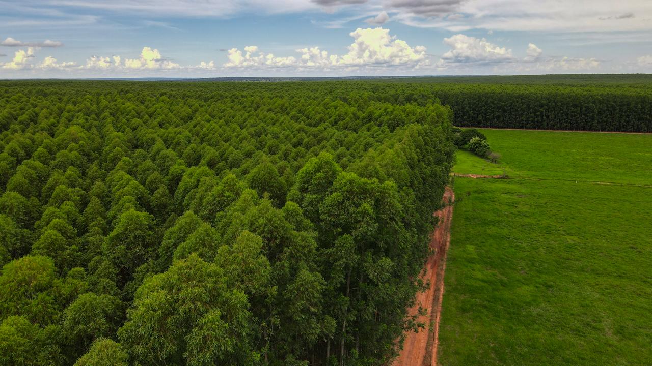 eldorado brasil celulose_floresta