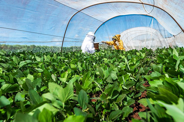 Senar, Embrapa e BASF lançam curso sobre integração entre apicultura e sojicultura 