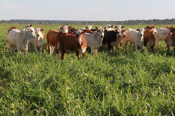 Revolução verde no Cerrado: novas cultivares de forrageiras garantem pastagens produtivas