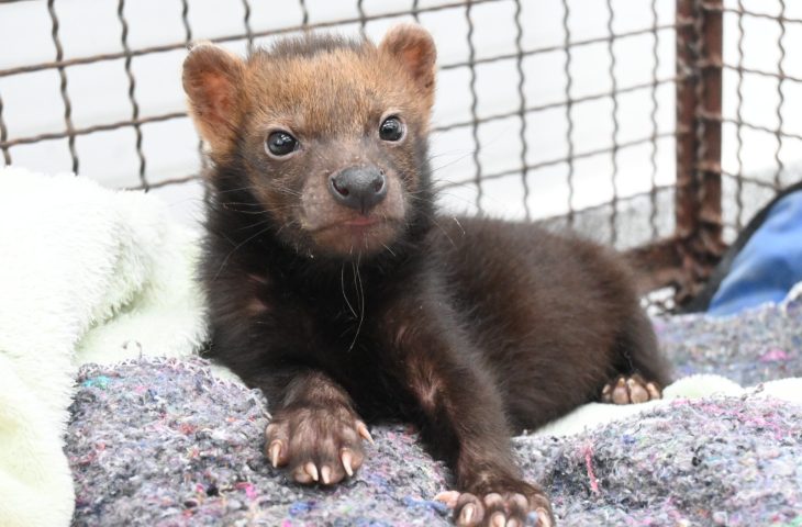 cachorro-vinagre_imasul-1-730×480